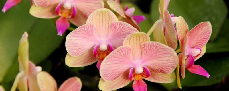 蝴蝶兰病害防治 蝴蝶兰病害防治大全