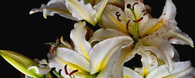 百合盆栽养殖注意事项 百合盆栽怎么养?百合盆栽养护要点