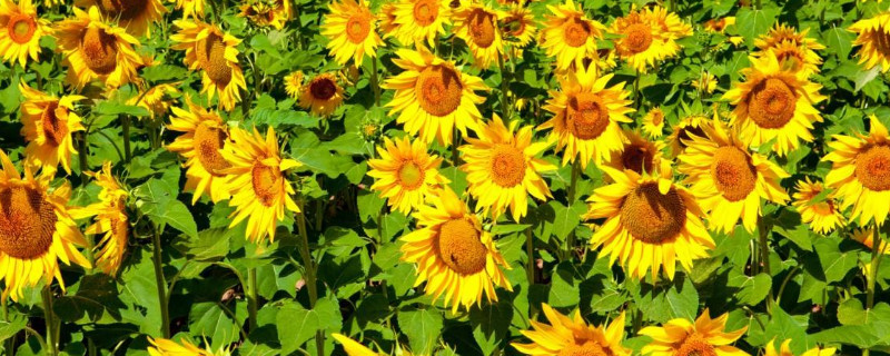 矮化向日葵几月播种 观赏矮向日葵什么时候播种