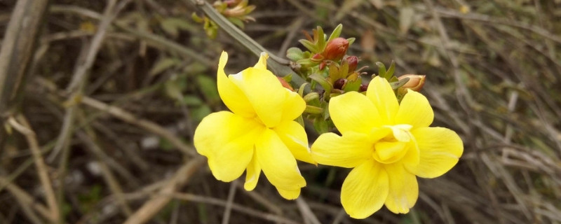 迎春花蔫了怎么回事 迎春花新芽打蔫什么问题