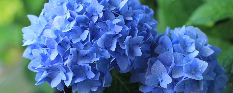 春天无尽夏怎么修剪（无尽夏夏天在什么时候修剪）