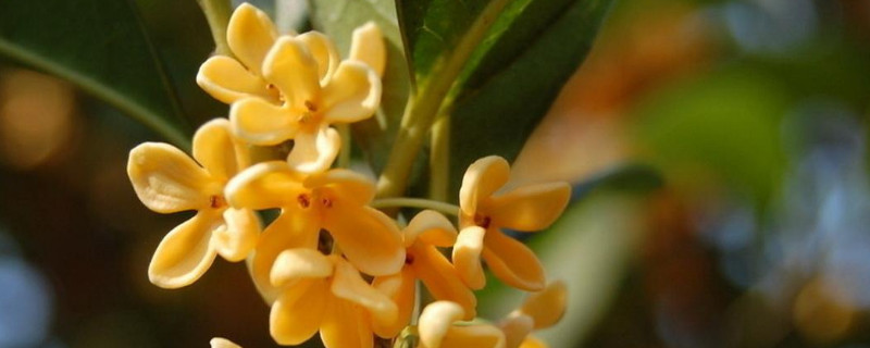 桂花叶子黄了怎么处理 桂花叶子发黄干枯掉叶子怎么办