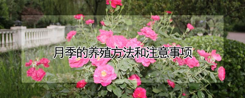 月季的养殖方法和注意事项 茉莉花的养殖方法和注意事项