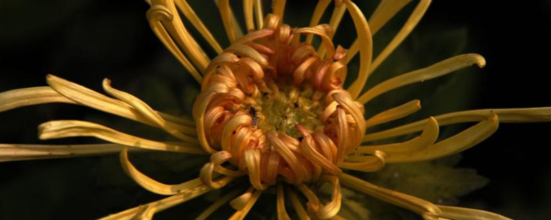 菊花冬天能扦插吗（菊花立冬后可以扦插吗）