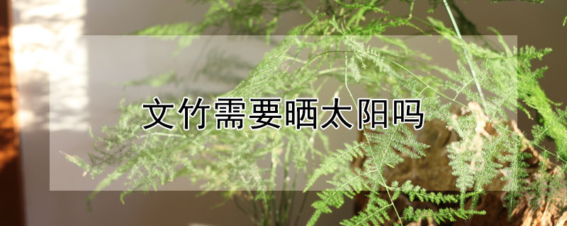 文竹需要晒太阳吗（文竹需要晒太阳吗还是不能晒）