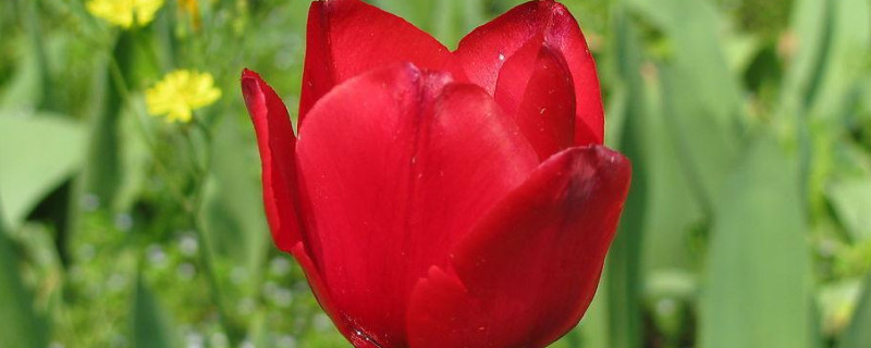 水培郁金香能活多久(水培郁金香的种植时间)