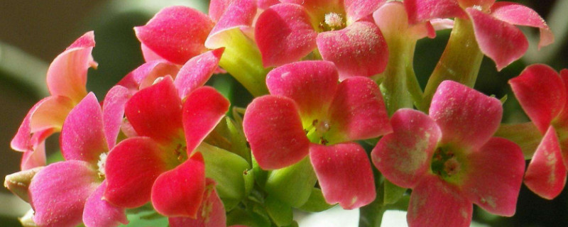 长寿花怎么养家庭养法 长寿花怎么养家庭养法,养长寿花对身体不好吗