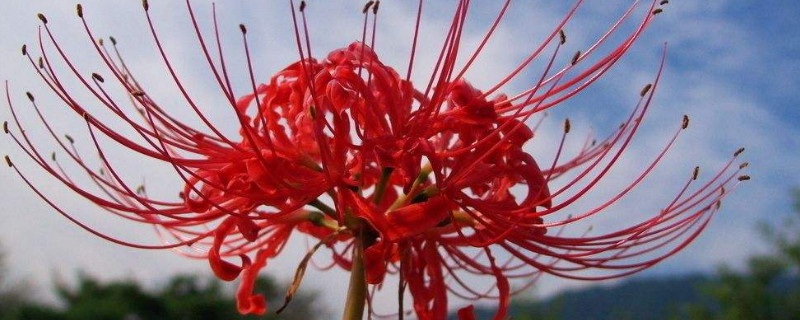 彼岸花适宜浇多少次水（彼岸花多少天浇一次水）