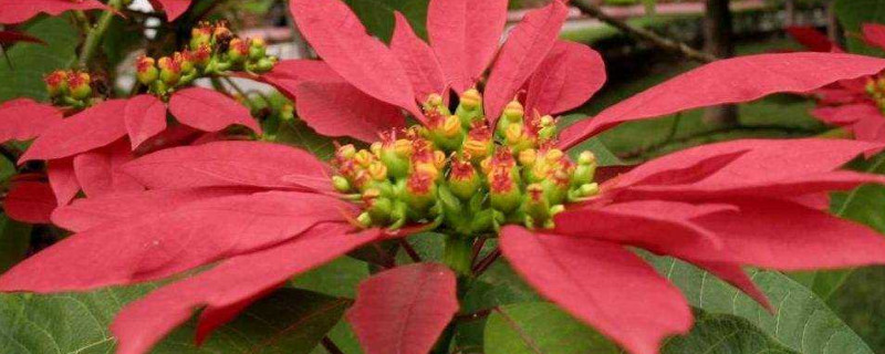 一品红可以用什么技术延迟开花（一品红开花后要修剪吗）