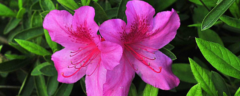 杜鹃花干叶掉叶怎么办（杜鹃花干枯掉叶怎么办）