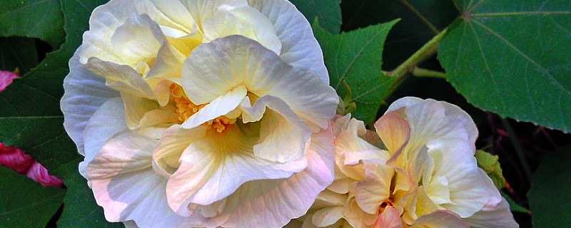 芙蓉花没开花之前需要掐尖吗（芙蓉花打花苞为什么不开花）