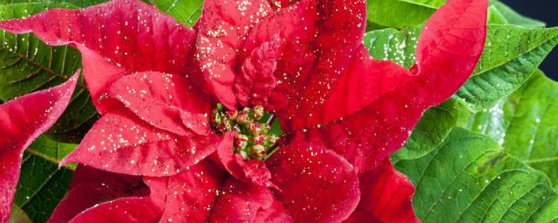 一品红要死怎么办 一品红会死吗