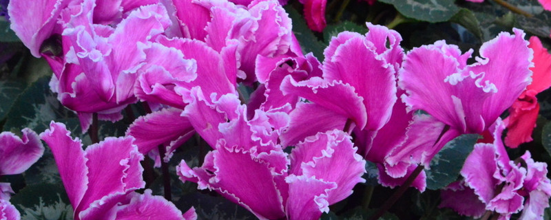 仙客来的叶子太多可以摘掉一些吗 仙客来的叶子掉光了还能长出来吗