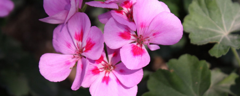 紫罗兰切花怎么醒花（紫罗兰切花怎么养）