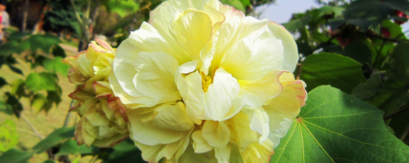 芙蓉花有几种颜色 芙蓉花开一般有几种颜色