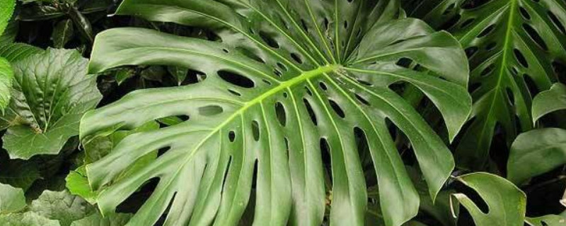 龟背竹不开背什么原因（龟背竹不开背是怎么回事）