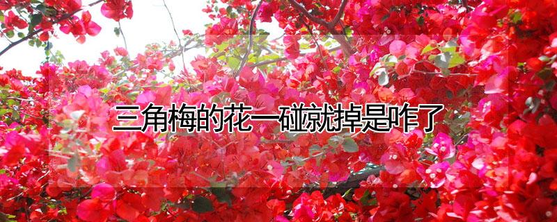 三角梅的花一碰就掉是咋了（三角梅刚开的花就掉）