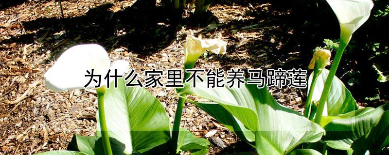 为什么家里不能养马蹄莲（马蹄莲）