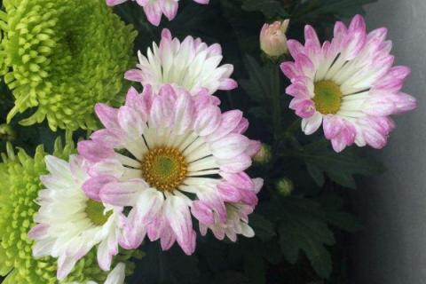 菊花有花苞的时候可以施肥吗