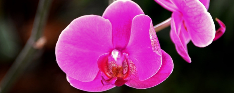 盆栽蝴蝶兰的种植方法 蝴蝶兰怎么种植盆栽