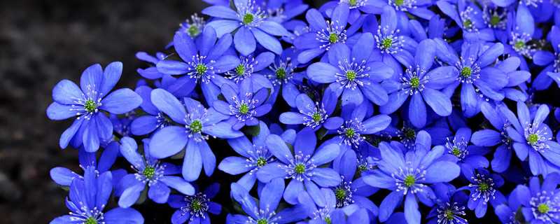 紫罗兰有几种颜色 紫罗兰有几种颜色花语