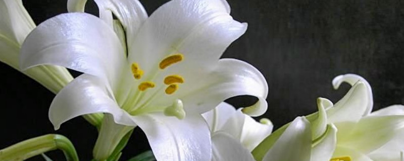 百合花有毒吗适合在室内养吗 百合花不能放卧室养吗?有毒吗