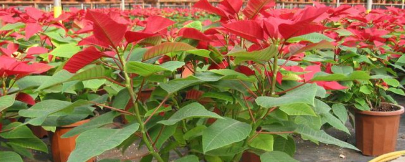 一品红用什么土养（一品红需要什么土壤）