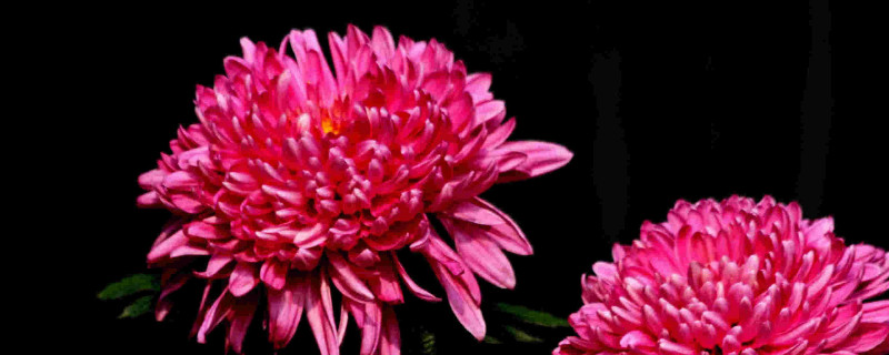 菊花是怎么繁殖的（菊花用什么繁殖方式）