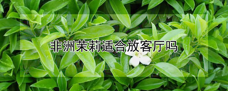 非洲茉莉适合放客厅吗（非洲茉莉在客厅有何寓意?）