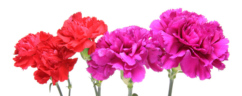 康乃馨叶子焉了是什么原因导致的 康乃馨下面的叶子枯萎了