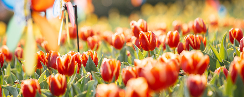 郁金香会不会复花 郁金香会反复开花吗