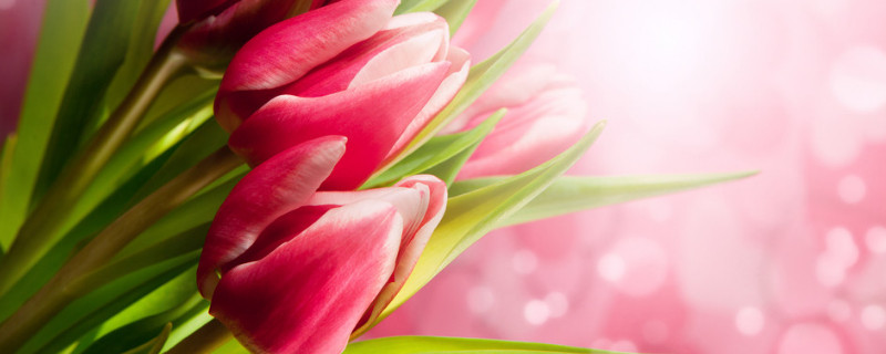 郁金香养在室内可以吗