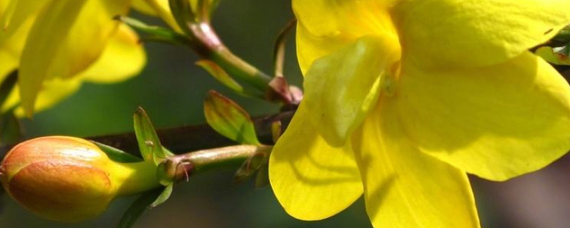 迎春花倒栽注意事项（迎春花种植方法和注意事项）