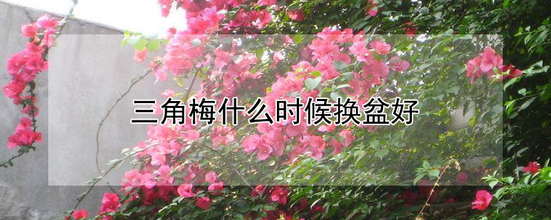 三角梅什么时候换盆好 三角梅什么时候换盆最合适