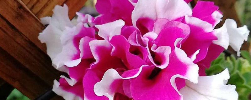 重瓣牵牛花什么时候扦插好(牵牛花可以扦插)