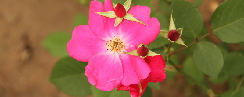 蔷薇好养吗（蔷薇好不好养活）