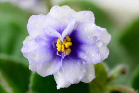 紫罗兰没有根可以活吗