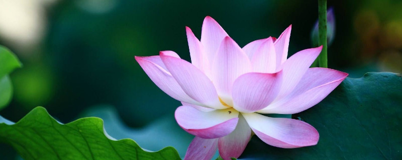 荷花的花蕊是什么颜色的（荷花的花瓣有什么颜色）