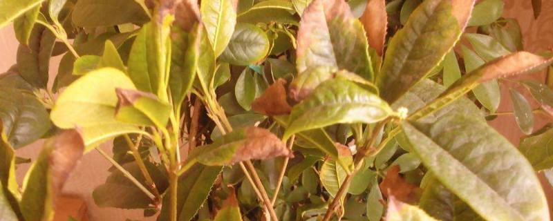 桂花叶子发黄怎么办 桂花叶子边发黄怎么办
