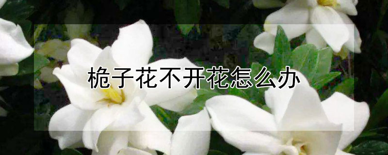 桅子花不开花怎么办（桅孑花不开花怎么办）