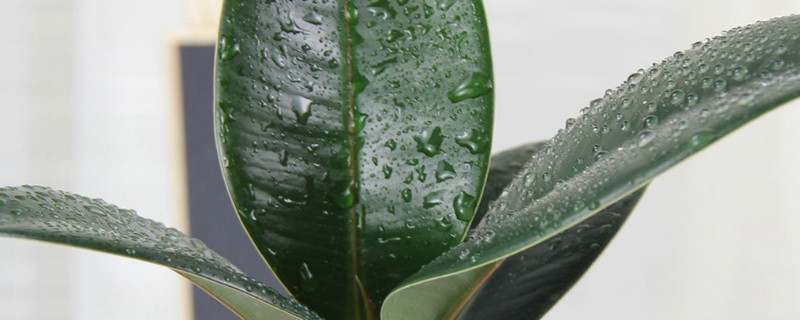 橡皮树叶子有斑点是怎么回事 橡皮树有斑点儿怎么回事