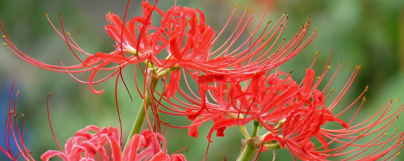 彼岸花长叶后多长时间开花(彼岸花叶子干枯后多长时间能开花)