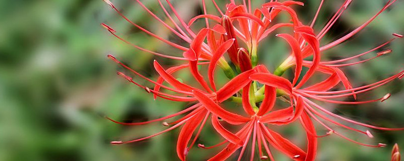 彼岸花水培养种植方法