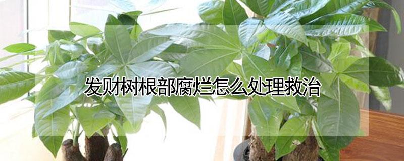 发财树根部腐烂怎么处理救治 大的发财树根部腐烂怎么处理救治