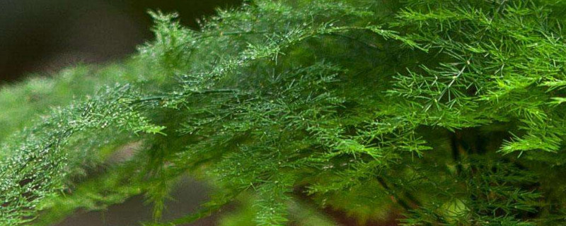 文竹剪掉还会发芽吗 文竹现在全部剪掉还能长出新芽吗