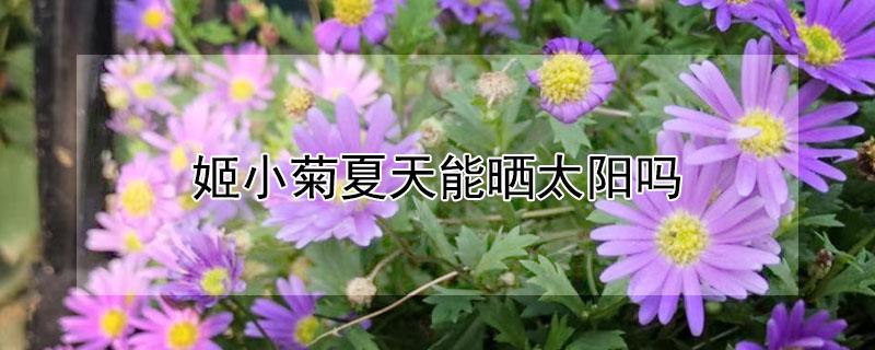 姬小菊夏天能晒太阳吗 小菊可以晒太阳吗