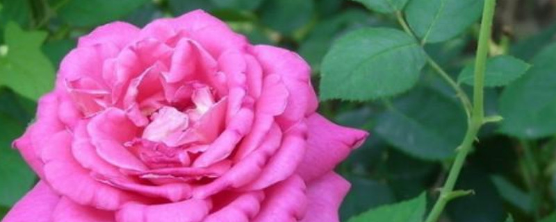 月季花垂头怎么回事 月季花 垂头