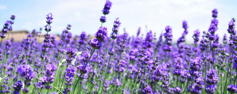 薰衣草可以水培吗 薰衣草要浇水吗