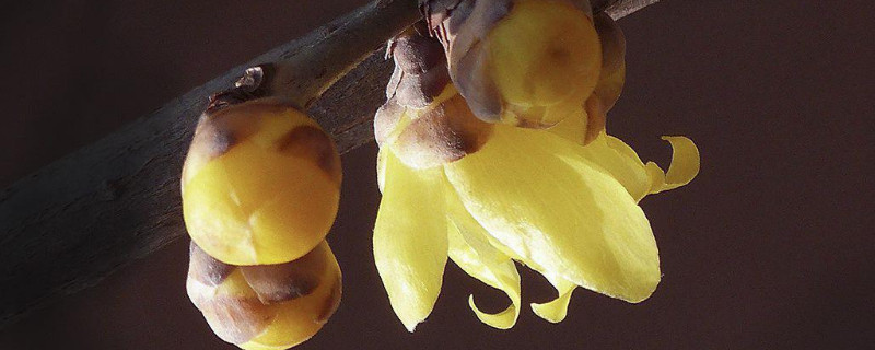 腊梅种子种植方法 腊梅种子种植方法子中的能开花吗