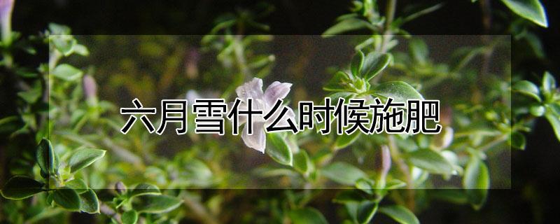 六月雪什么时候施肥（六月雪肥料怎么施肥）